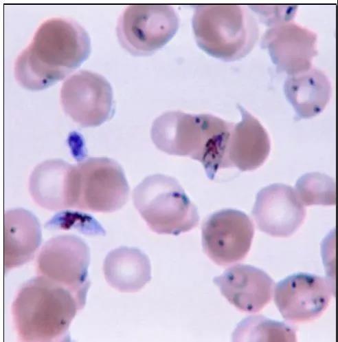 1623199920548272.jpg 6.jpg