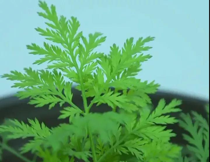 1623200036331471.jpg 25.jpg